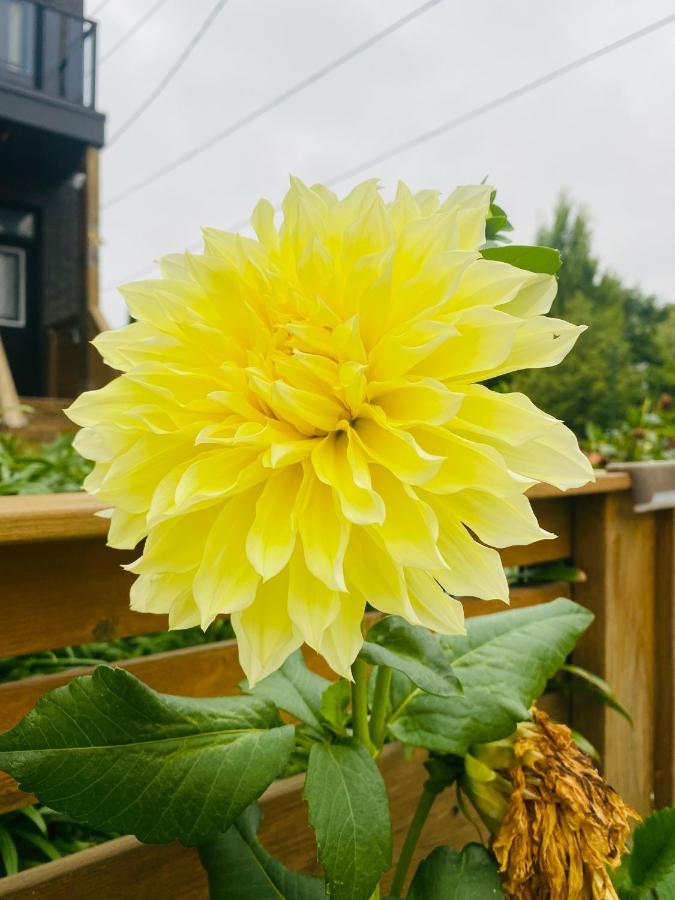 Lovely II Space Share A Room East York Canada โตรอนโต ภายนอก รูปภาพ